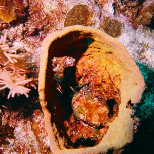 Puffer Hiding in Barrel Sponge