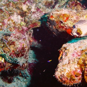 Spotted Trunk Fish