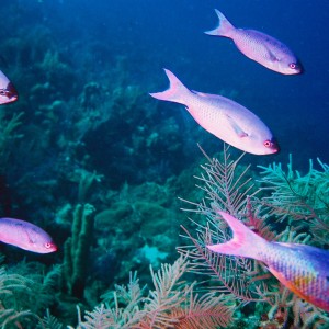 School of Wrasse