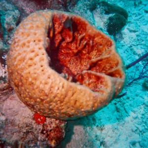 Barrel Sponge