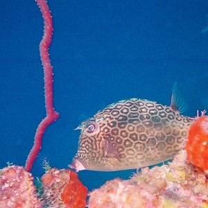 Trunk Fish