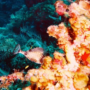 Second Trunk Fish