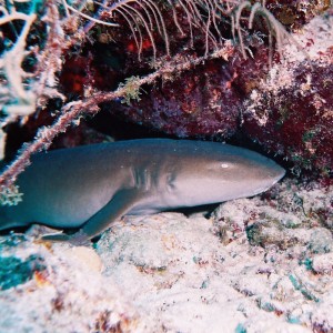 Sleeping Nurse Shark