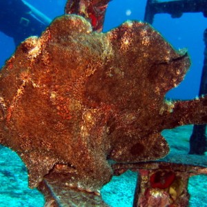 Frogfish