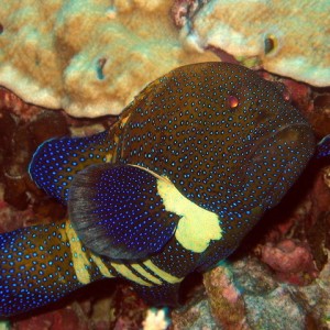 Peacock Grouper