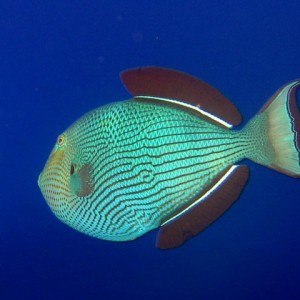 Unknown Trigger Fish