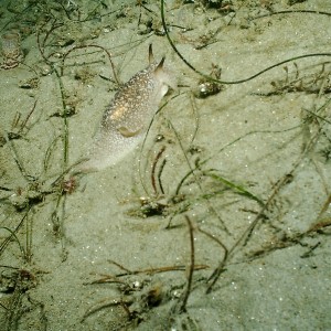 Sea_Slug