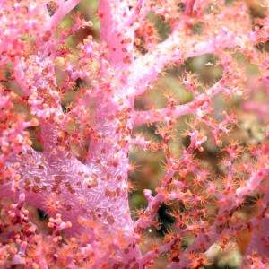 Soft coral