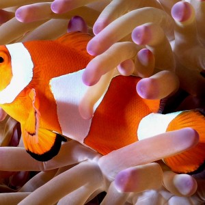 Clown fish