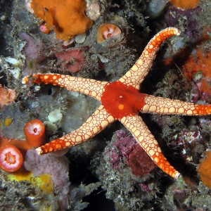 Crimson starfish