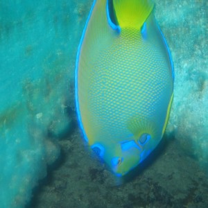 Vertical Angelfish in Nassau, Bahamas