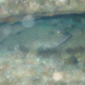 Rock Hind (I think) hiding under the De lasalle wreck off Nassau