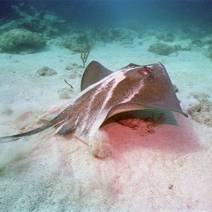 Key Largo 2005