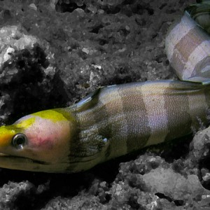 Yellowhead Eel