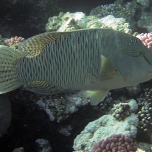 Young Napolean Wrasse 2005