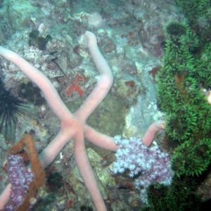 Pink sea star