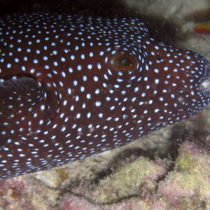 Blue Spot Puffer