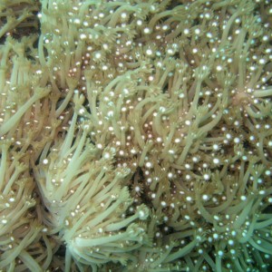 soft coral spawning