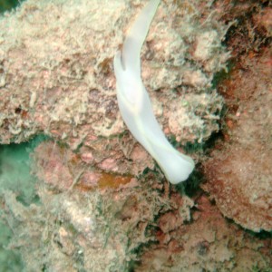 Flat worm