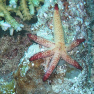 Six legged sea star