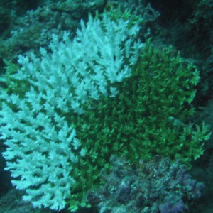 Green and white coral