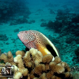 HawkFish Posing