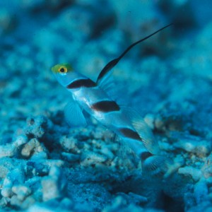 filament-finned shrimpgoby