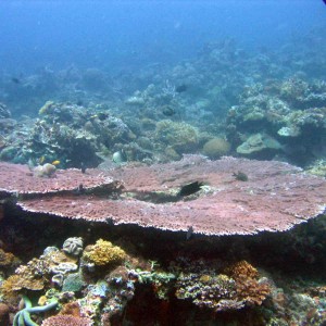 large-table-coral