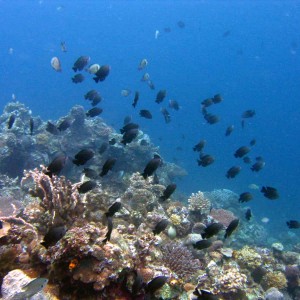 reef-fishes
