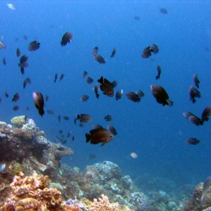reef-fishes-too