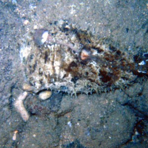 sea-slug