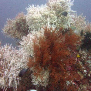 soft-corals-at-bahura-ligpo