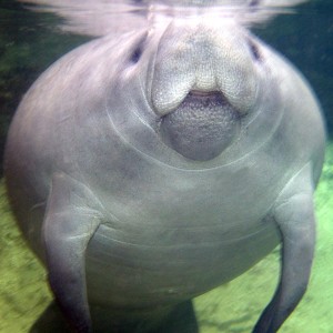 Manatee 2005