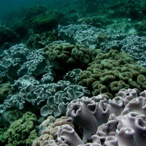 Coral Scene