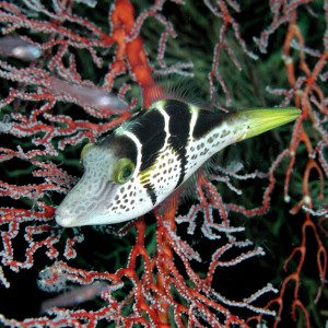 Tiny Filefish