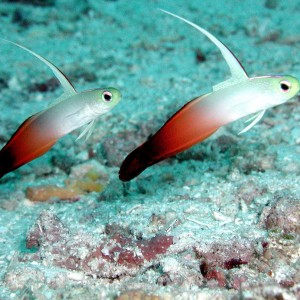 Magnificent Firefish