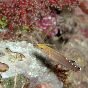 Rare Rainford's Goby