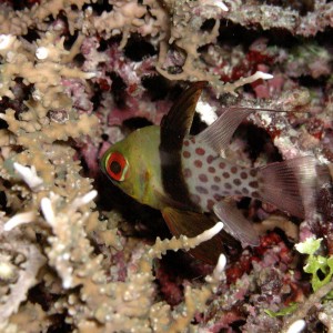 Pajama Cardinal Fish