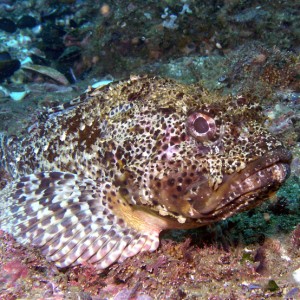 Cabazon - Heisler Park