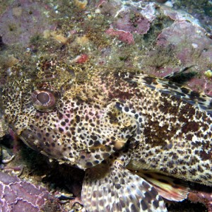 Cabazon - Heisler Park