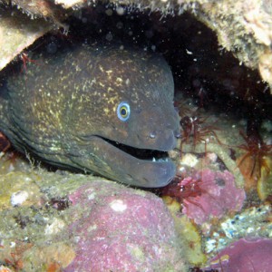 Moray Eel w/ Shrimp - Shaw's Cove