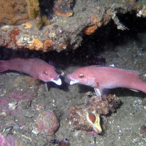 Fighting Females - Cleo St Barge