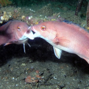 Fighting Females - Cleo St Barge