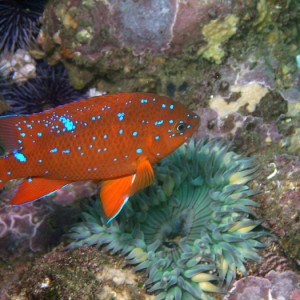 Juvenile Garibaldi - Heisler Park