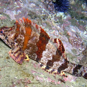 Painted Greenling - Cresent Bay/Seal Rock