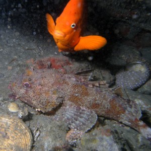 Scorpion Fish - Cleo St Barge