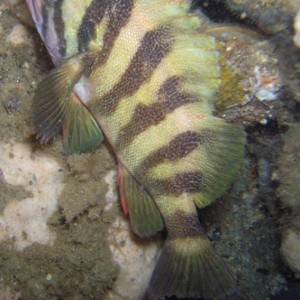 Tree Fish - Cresent Bay