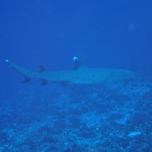 white tip reef shark at Molokini back wall