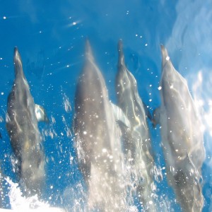 Spinner dolphins everywhere!