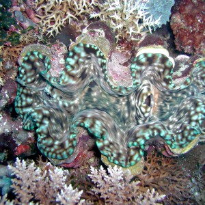 Giant Clam-- 4 ft